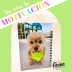 Agenda premium de 80 hojas personalizada con foto portadas - Fauna Regalos que emocionan